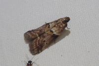 Acrobasis consociella