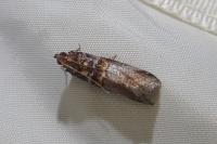 Acrobasis advenella