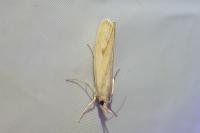 Agriphila inquinatella