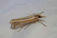 Ancylolomia tentaculella