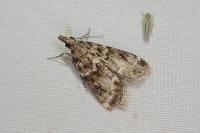 Eudonia mercurella