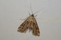 Cataclysta lemnata