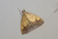Evergestis limbata