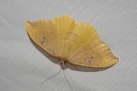 Watsonalla binaria