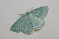 Pseudoterpna pruinata