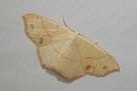 Cyclophora punctaria