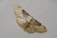 Idaea filicata