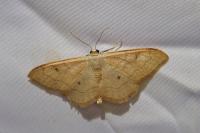 Idaea rubraria