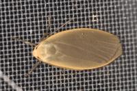 Collita griseola