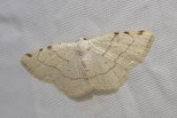 Stegania trimaculata