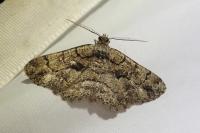 Peribatodes ilicaria