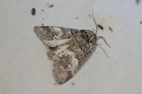 Drymonia querna