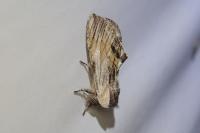Harpyia milhauseri
