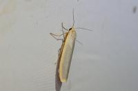 Manulea complana