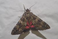 Catocala coniuncta