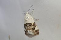 Acontia lucida