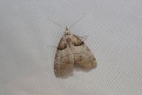Nola cucullatella