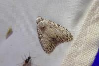Meganola strigula