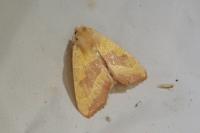 Atethmia centrago