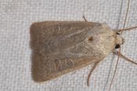 Hoplodrina ambigua