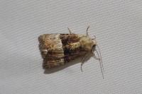 Mesoligia furuncula