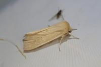 Mythimna pallens