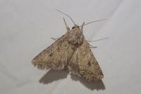 Anarta trifolii