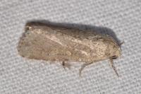 Spodoptera exigua
