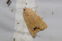 Noctua fimbriata