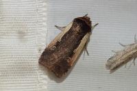 Ochropleura plecta