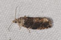 Eudemis profundana