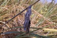 Canephora hirsuta