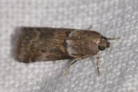Acrobasis consociella