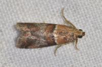 Acrobasis repandana