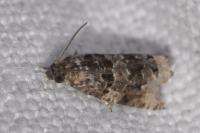 Endothenia