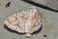 Acronicta aceris