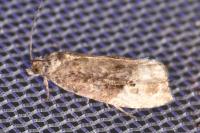 Hedya nubiferana