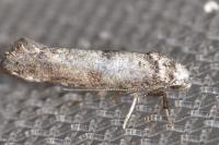 Paraswammerdamia albicapitella
