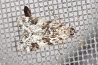 Eudonia delunella