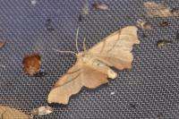 Ennomos erosaria