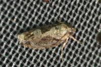 Zeiraphera isertana