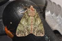 Polyphaenis sericata