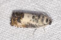 Pammene fasciana
