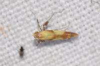 Caloptilia alchimiella