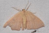 Cyclophora puppillaria