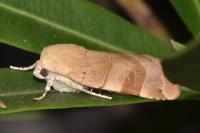 Noctua fimbriata