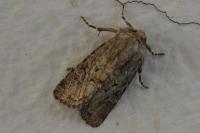 Luperina testacea