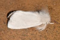 Sphrageidus similis