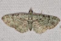 Pasiphila rectangulata