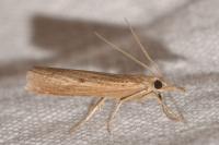 Pediasia contaminella